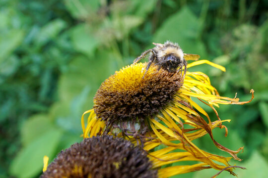 A bumblebee or bee crawls on a flower collecting pollen and nectar.