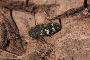 Closeup on a small North American metallic wood-boring jewel beetle ,  Acmaeodera idahoensis  at Columbia river Gorge, Oregon