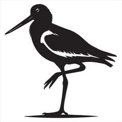 Obraz premium American Oystercatcher Silhouette, Pied Oystercatcher Bird Clipart, American Oystercatcher standing on one leg illustration in black and white 