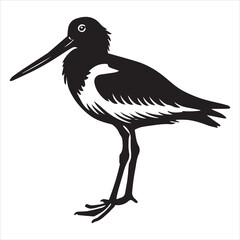 Fototapeta premium American Oystercatcher Silhouette, Pied Oystercatcher Bird Clipart, American oystercatcher standing illustration in black and white 