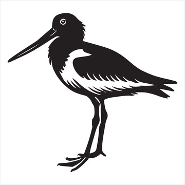 recommend clip art: American Oystercatcher Silhouette, Pied Oystercatcher Bird Clipart,  American oystercatcher standing illustration in black and white
                    