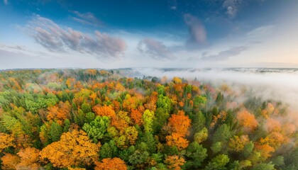 Aerial view of beautiful colorful autumn forest in low clouds at sunrise. Top view of orange and green trees in fog at dawn in fall. View from above of woods. Nature background. Multicolored leaves