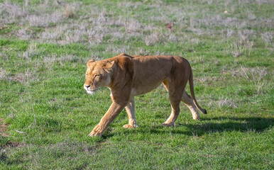 A lioness walks calmly on the green grass, wildlife photo