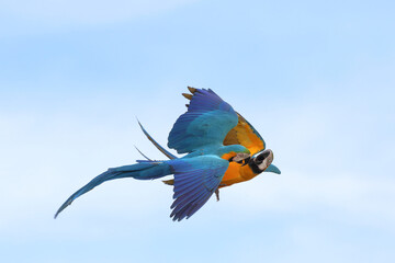 Beautiful Macaw parrots flying in the sky. Free flying bird