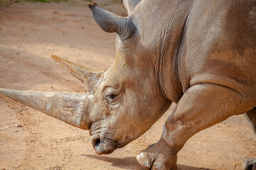 Big rhinoceros close-up, horn animal, brown big animal, sign of danger