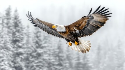 Obraz premium Illustrate a dramatic long shot of a soaring eagle 190 bird, eagle, flying, flight, wings, sky, nature, fly, wildlife, animal, bald, raptor, hawk, wing, bald eagle, wild, blue, beak, predator, white,