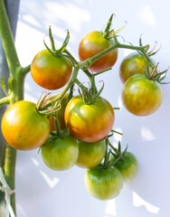 
These are ripe cherry tomatoes.
