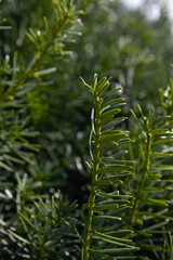 Taxus baccata close up. Green branches of yew tree(Taxus baccata, English yew