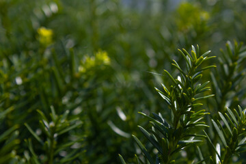 Taxus baccata close up. Green branches of yew tree(Taxus baccata, English yew