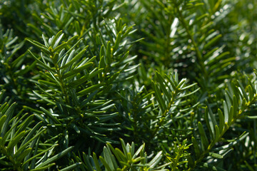 Taxus baccata close up. Green branches of yew tree(Taxus baccata, English yew