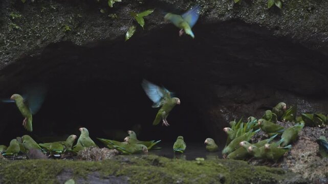 Parrots around a water hole in amazon rainforest, licking for salt