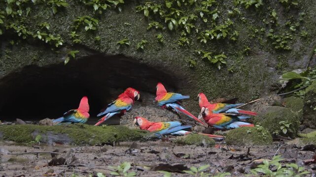 Scarlet Macaw Parrot group on the ground before taking flight into the trees on the amazon rainforest