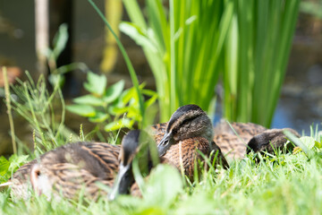 three ducklings are sitting on the green grass, basking in the sun, with their heads pulled in and looking to the right, in the background there is a pond and a tall 
