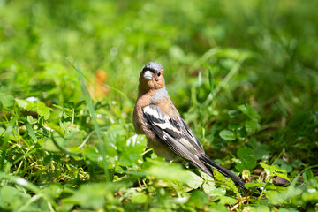 Mountain ash finch, close-up, sitting in the grass and looking out at the lens