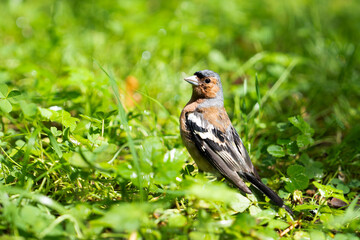 The mountain ash finch, close-up, sits in the grass and looks out.