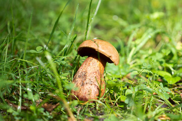 in sunny weather, a large white mushroom with a brown stalk grows among the grass