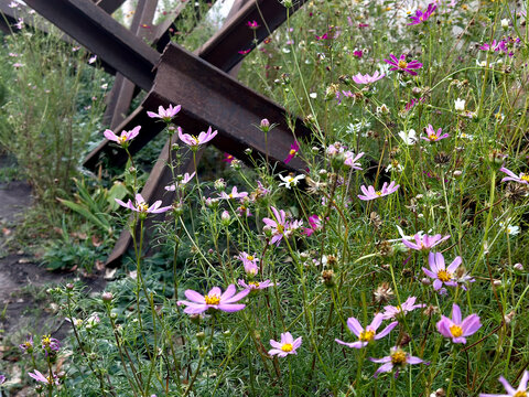 Anti-tank hedgehogs among Cosmos pink flowers. Readiness for invasion, roadblocks, fences. War in Ukraine. Russian aggression. War and peace