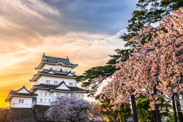 春の小田原城址公園、桜と天守閣の夕景【神奈川県・小田原市】　
Sunset view of Odawara Castle and cherry blossoms. - Kanagawa, Japan