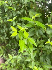 green leaves background