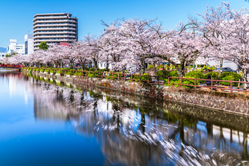 春の小田原城址公園、お堀端通りの桜並木【神奈川県・小田原市】　
Scenery of Odawara Castle Park in spring. - Kanagawa, Japan