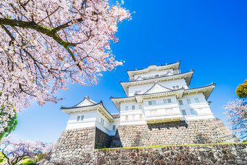 春の小田原城址公園、青空に映える天守閣と桜の風景【神奈川県・小田原市】　
The scenery of Odawara Castle and cherry blossoms in the blue sky of spring. - Kanagawa, Japan