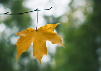 Yellow single autumn leaf on tree branch. Fall season concept. Closeup, minimal