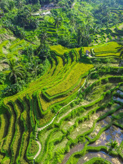 Aerial drone view of Tegallalang rice terraces in Ubud, Bali, Indonesia