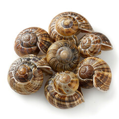 Esc Fresh Display Picturesque Escargot Fresh Raw Raw