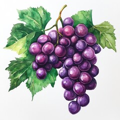 Fototapeta premium Vibrant watercolor painting of grape bunch with green leaves