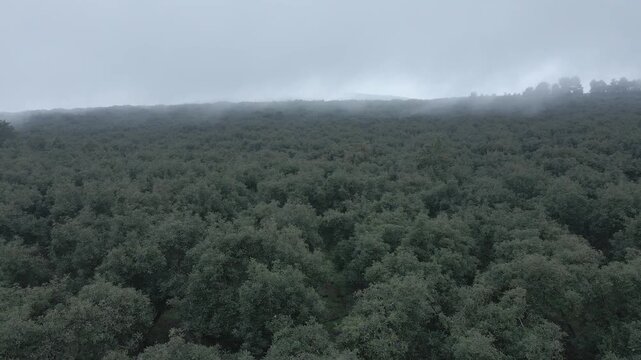 Plano con neblina drone