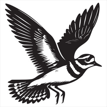 Killdeer Bird  Silhouette, Charadrius Vociferus Clipart, Killdeer in flight wings down illustration in black and white
