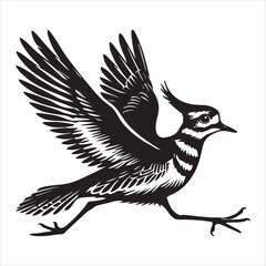 Obraz premium Killdeer Bird Silhouette, Charadrius Vociferus Clipart, Killdeer wings fully spread illustration in black and white