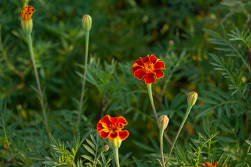 Obraz premium These are red marigolds blooming in the flower bed.