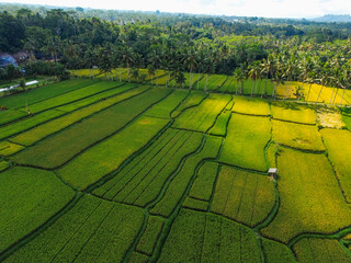 Aerial view of Mancingan rice fileds in Mancingan village, Ubud, Bali, Indonesia