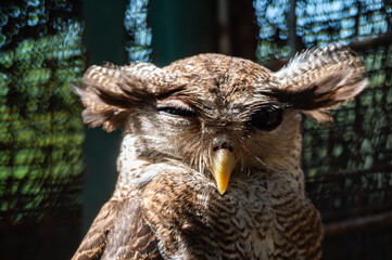 close up of an owl