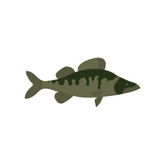 Vector illustration of fresh zander or pike perch freshwater fish on white. For menu, label, recipe, product packaging. Freshwater food element. Action promotion and advertising. Caviar. EPS 10.