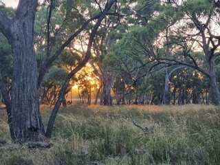 Little Desert National Park, Victoria, Australia