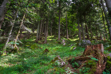 A view into a Bavarian forest while hiking though the Chiemgau area