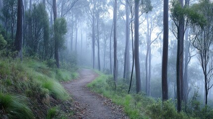 Obraz premium Misty Forest Path
