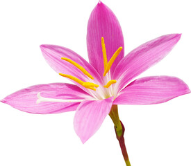 큰꽃나도사프란 꽃