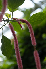 Botanical garden in Japan