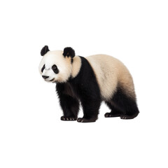 Fototapeta premium Adorable panda cub standing, representing wildlife conservation and cute animal themes, perfect for educational and animal-related content, isolated on transparent background