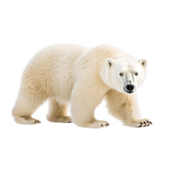 Majestic polar bear, symbolizing Arctic wildlife and conservation, ideal for environmental campaigns and educational content, isolated on transparent background