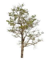 Tree isolated on transparent background with clipping path and alpha channel..