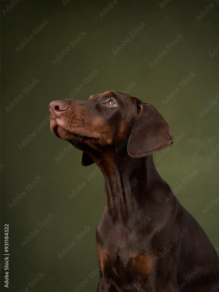 Canvas Prints This Doberman puppy dignified pose and contemplative look are set against a dark green background, enhancing the breed noble appearance