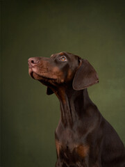 This Doberman puppy dignified pose and contemplative look are set against a dark green background, enhancing the breed noble appearance
