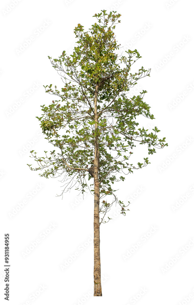 Wall mural green tree isolated on transparent background with clipping path and alpha channel.