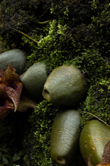 Botanical Garden in Japan