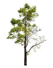 Green tree isolated on transparent background with clipping path and alpha channel.