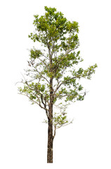 Obraz premium Green tree isolated on transparent background with clipping path and alpha channel.